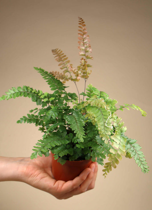 Adiantum hispidulum