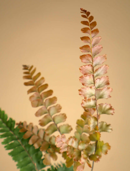 Adiantum hispidulum
