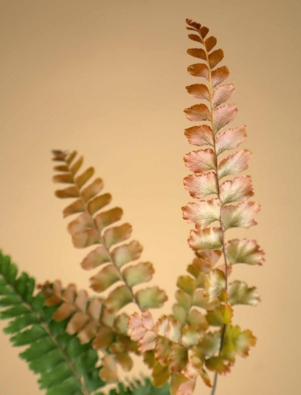 Adiantum hispidulum