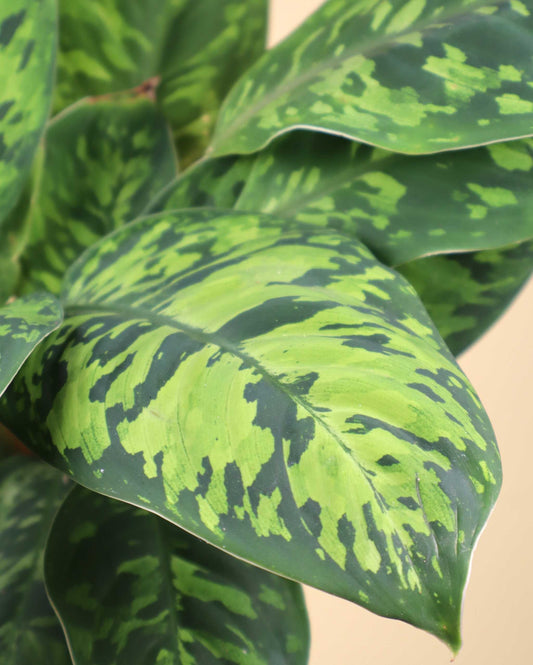 Adelonema wallisii ('Homalonema camouflage')
