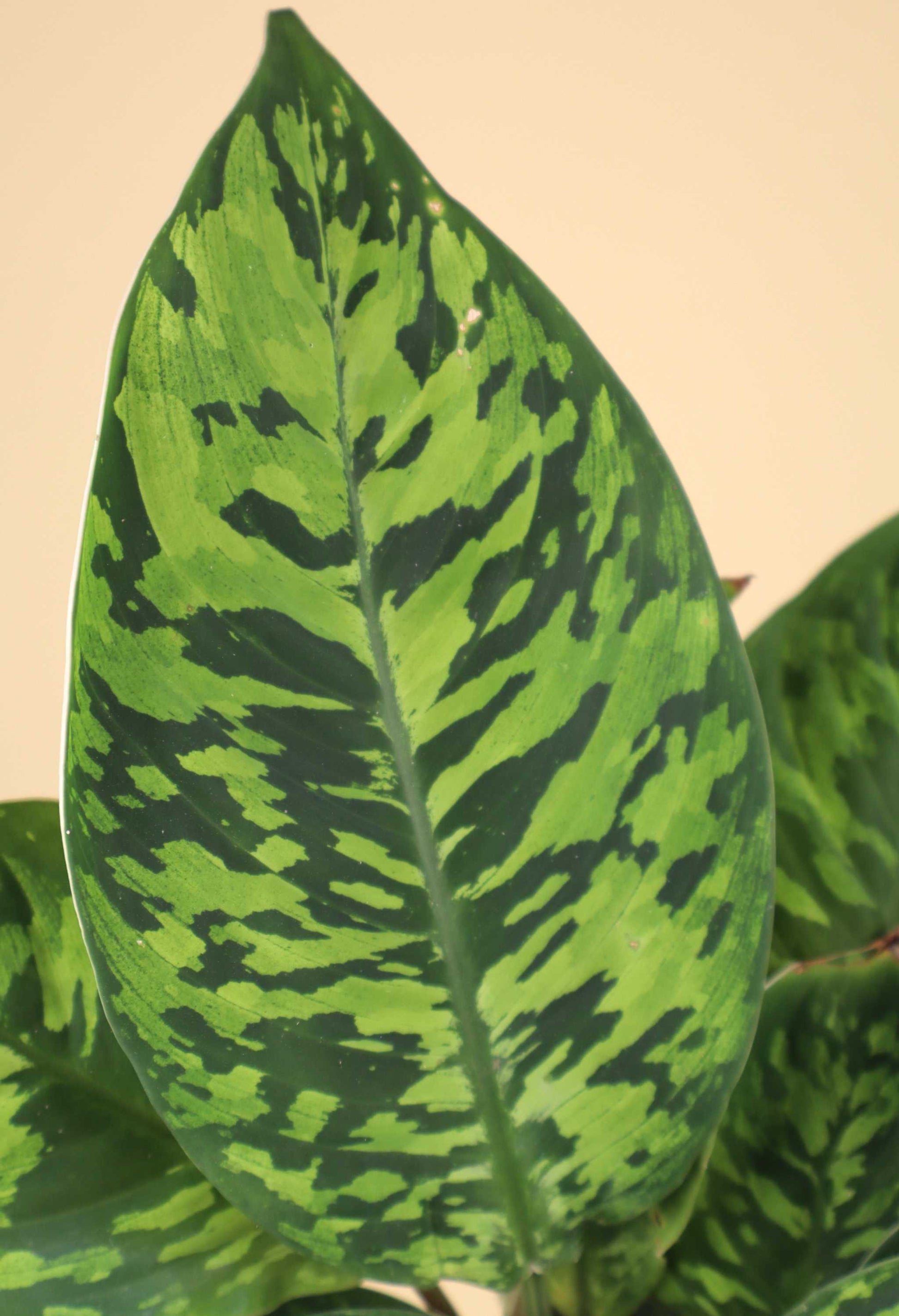 Adelonema wallisii ('Homalonema camouflage')