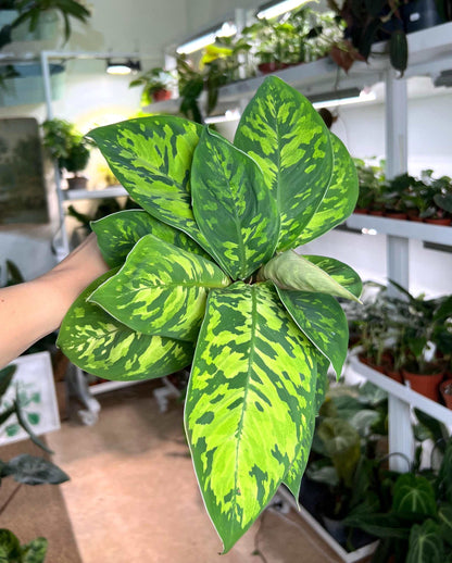 'Homalonema camouflage')