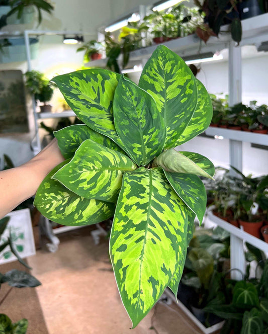 'Homalonema camouflage')