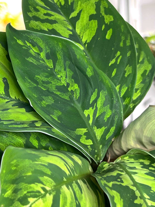 'Homalonema camouflage')