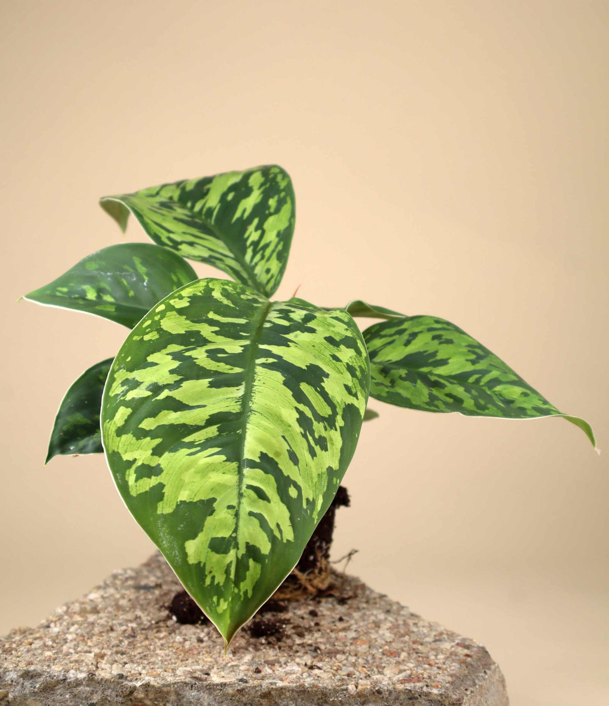 Adelonema wallisii ('Homalonema camouflage')