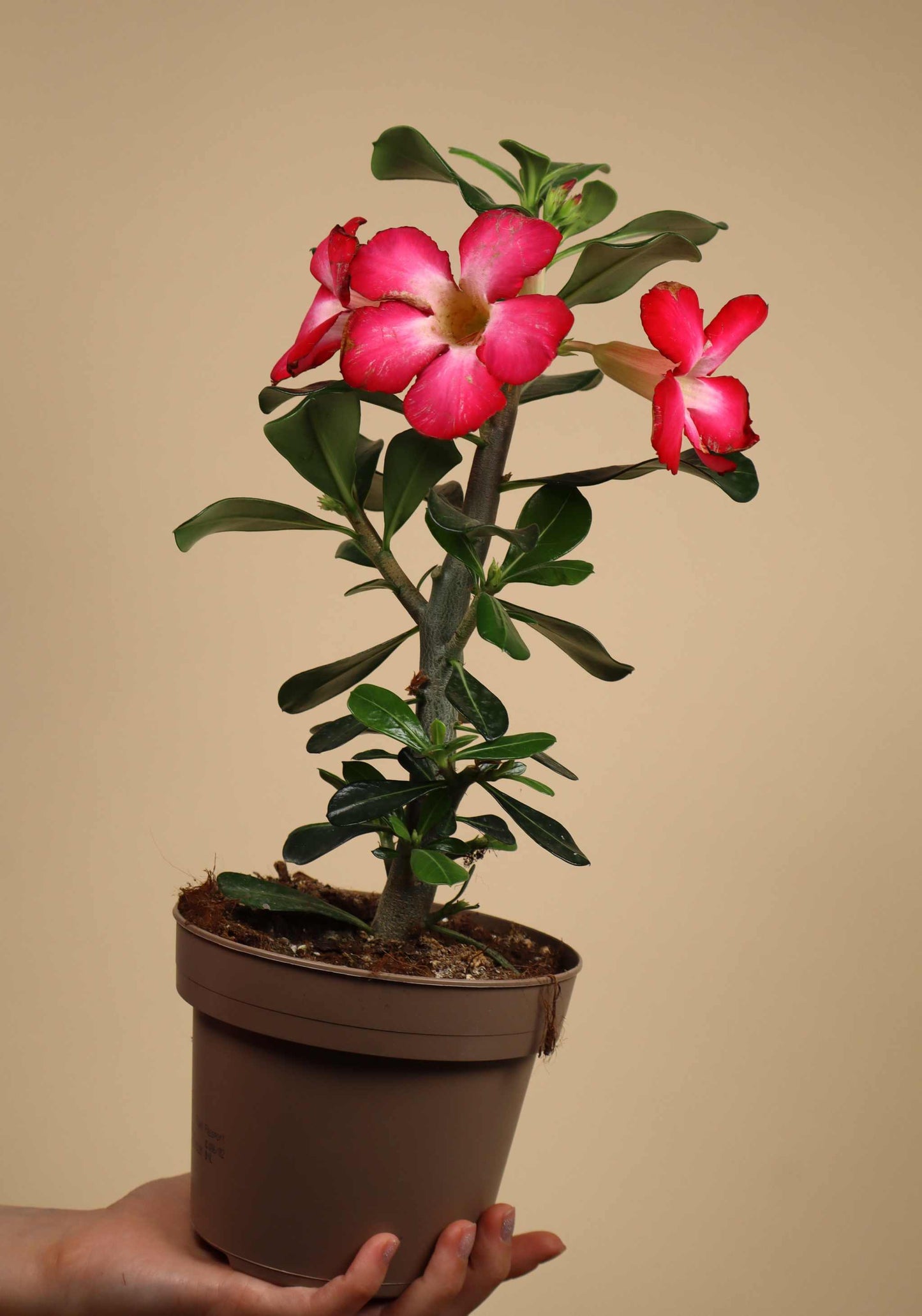 Adenium obesum | Desert rose