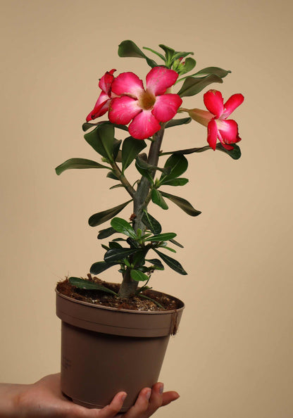 Adenium obesum | Desert rose