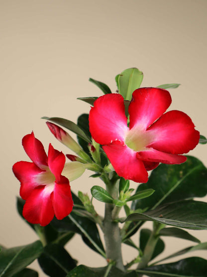 Adenium obesum | Desert rose