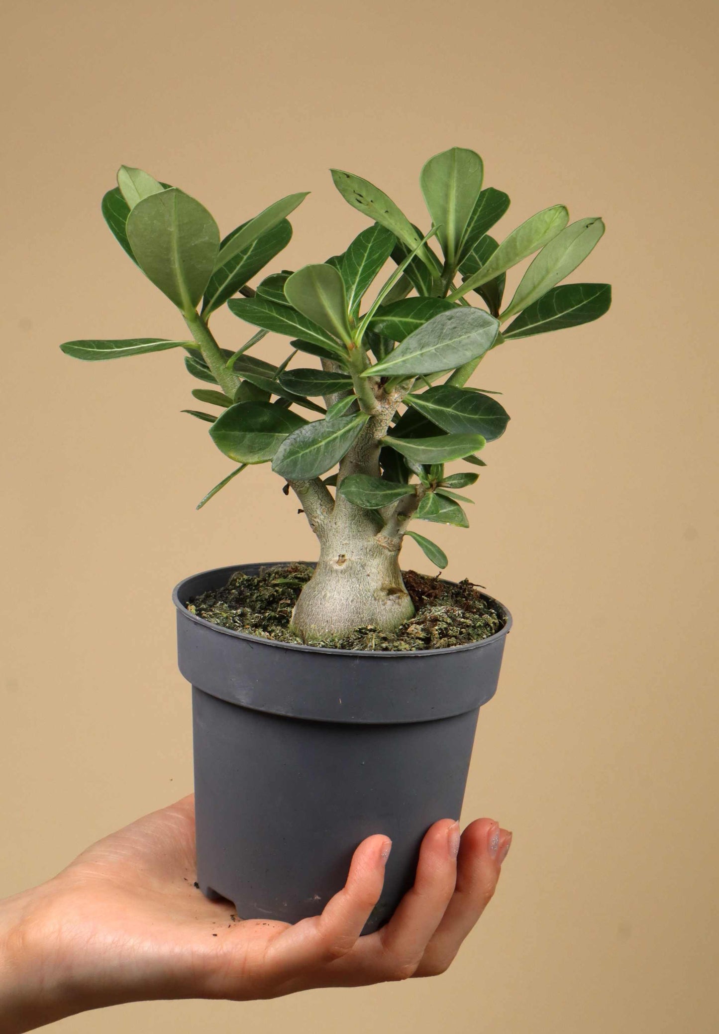 Adenium obesum | Wüstenrose online kaufen