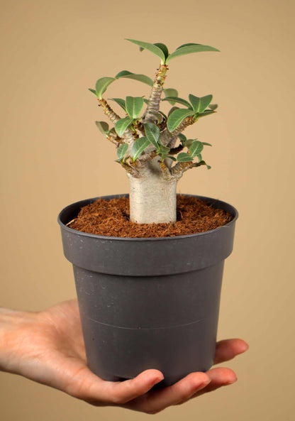Adenium obesum | Desert rose