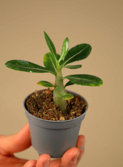 Adenium obesum | Desert rose