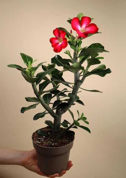 Adenium obesum | Desert rose