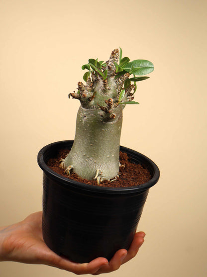 Adenium obesum | Desert rose