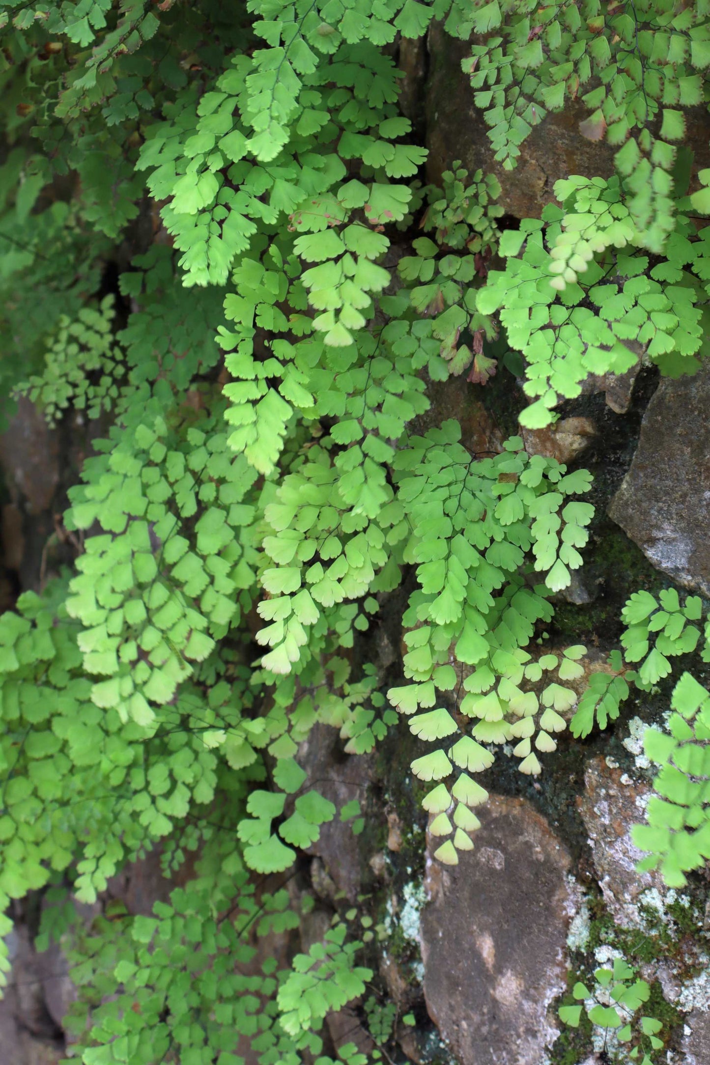 Adiantum raddianum