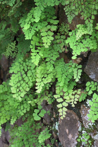 Adiantum raddianum