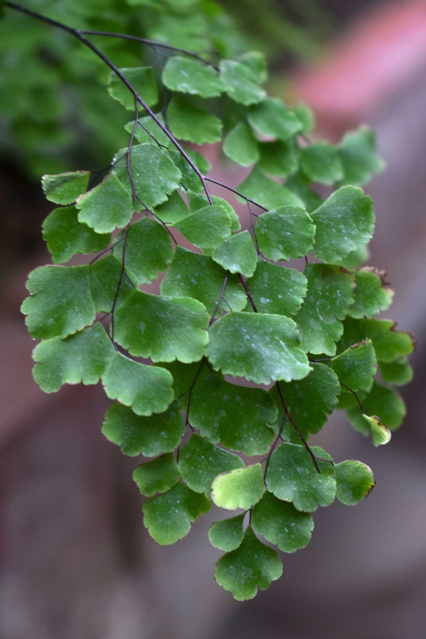 Adiantum raddianum
