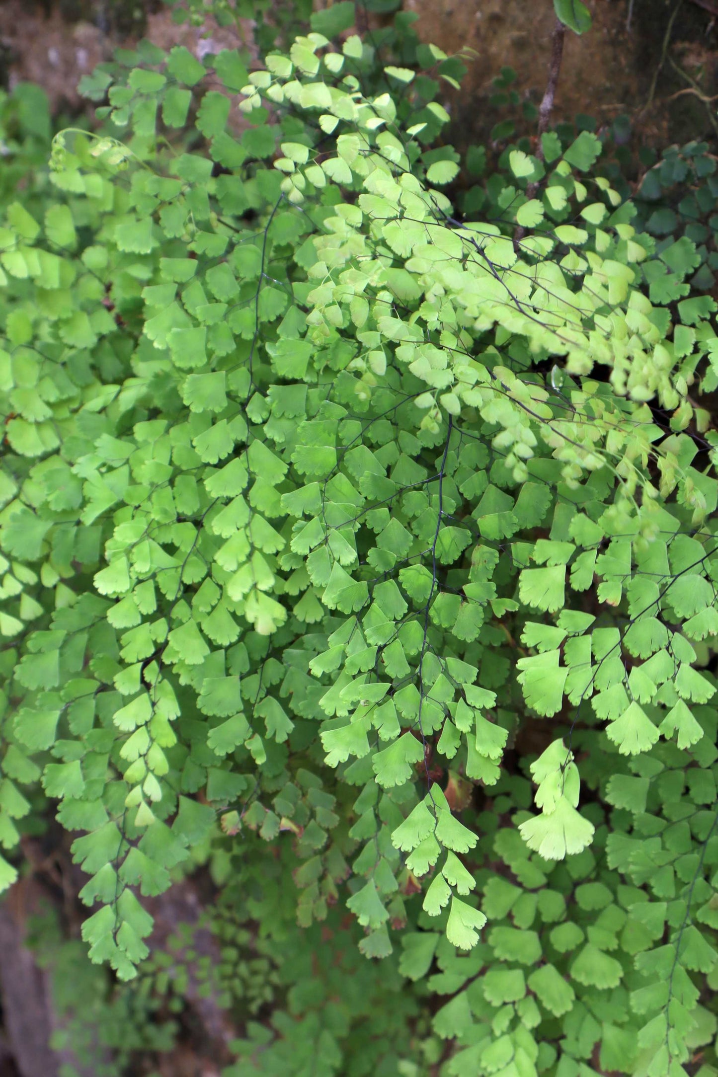 Adiantum raddianum