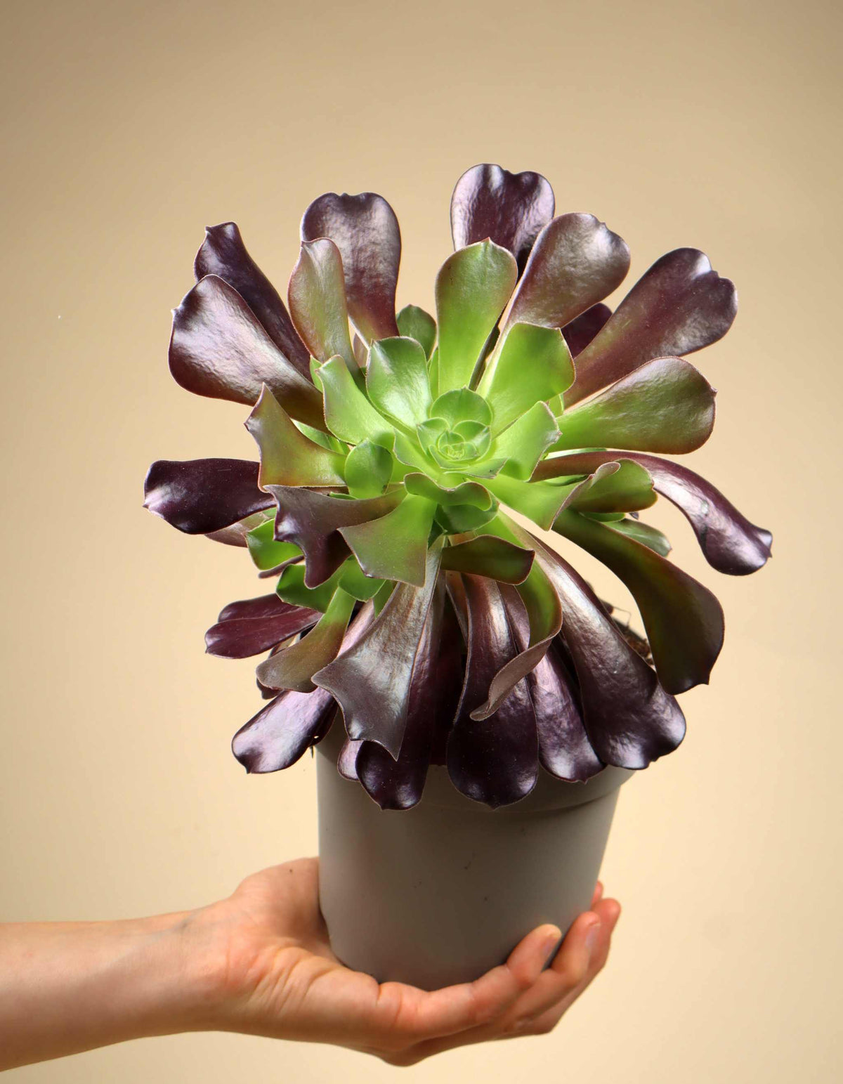 Aeonium arboreum | Stor trädtaklök