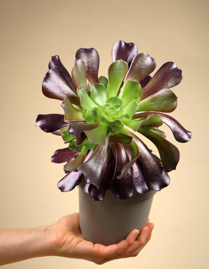 Aeonium arboreum | Stor trädtaklök