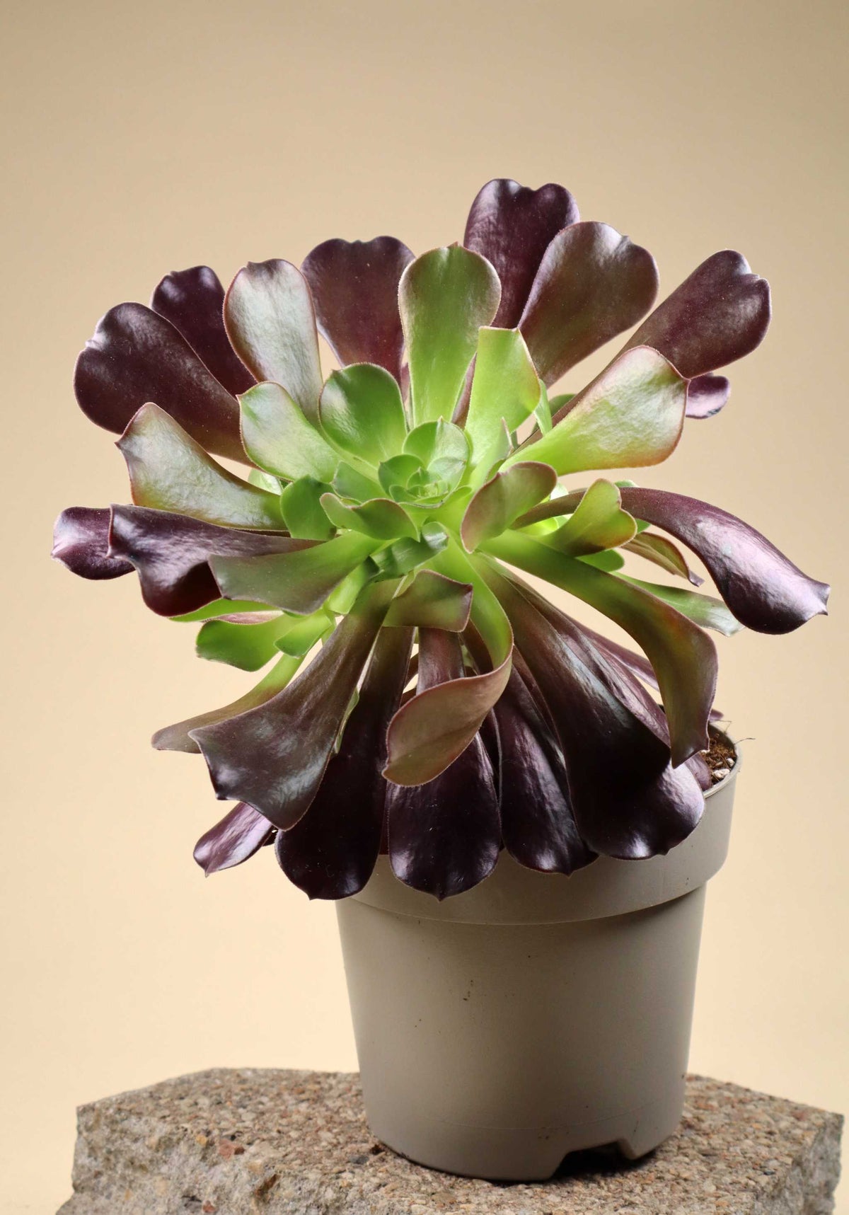 Aeonium arboreum | Stor trädtaklök