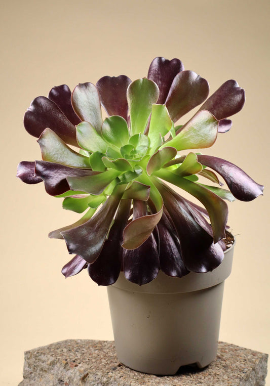 Aeonium arboreum | Stor trädtaklök