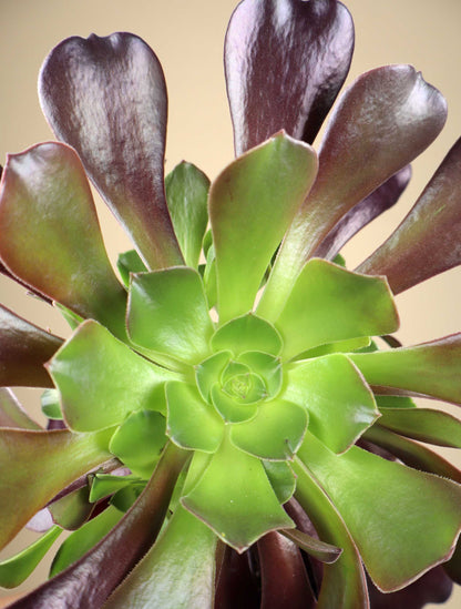 Aeonium arboreum | Stor trädtaklök