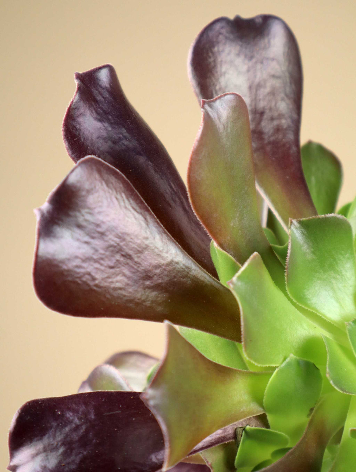 Aeonium arboreum | Stor trädtaklök