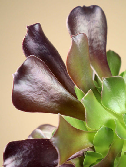 Aeonium arboreum | Stor trädtaklök