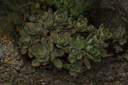 Aeonium 'florescens' | Trädtaklök