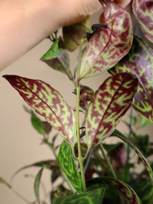Aeschynanthus longicaulis | Ampelfackla