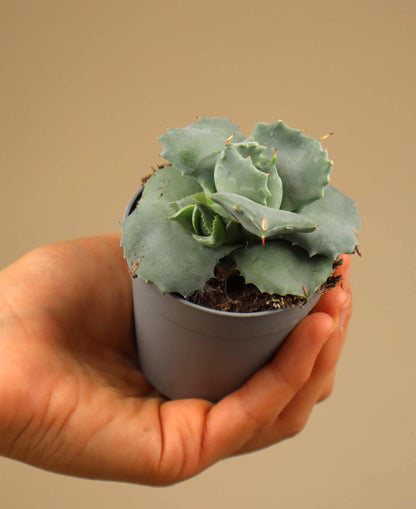 Agave potatorum (Tequila mezcal Agave)