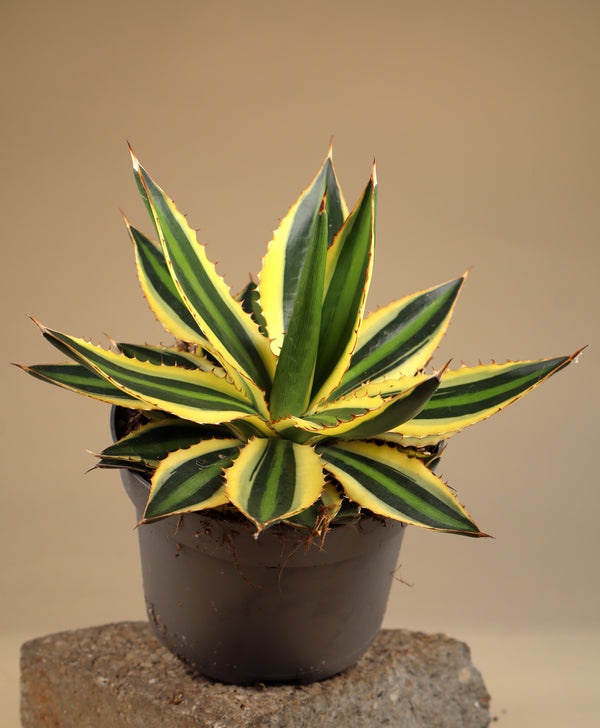Agave lophantha 'quadricolor'