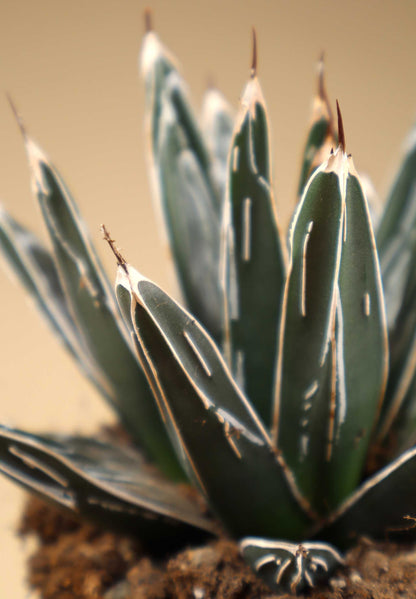Agave victoriae-reginae