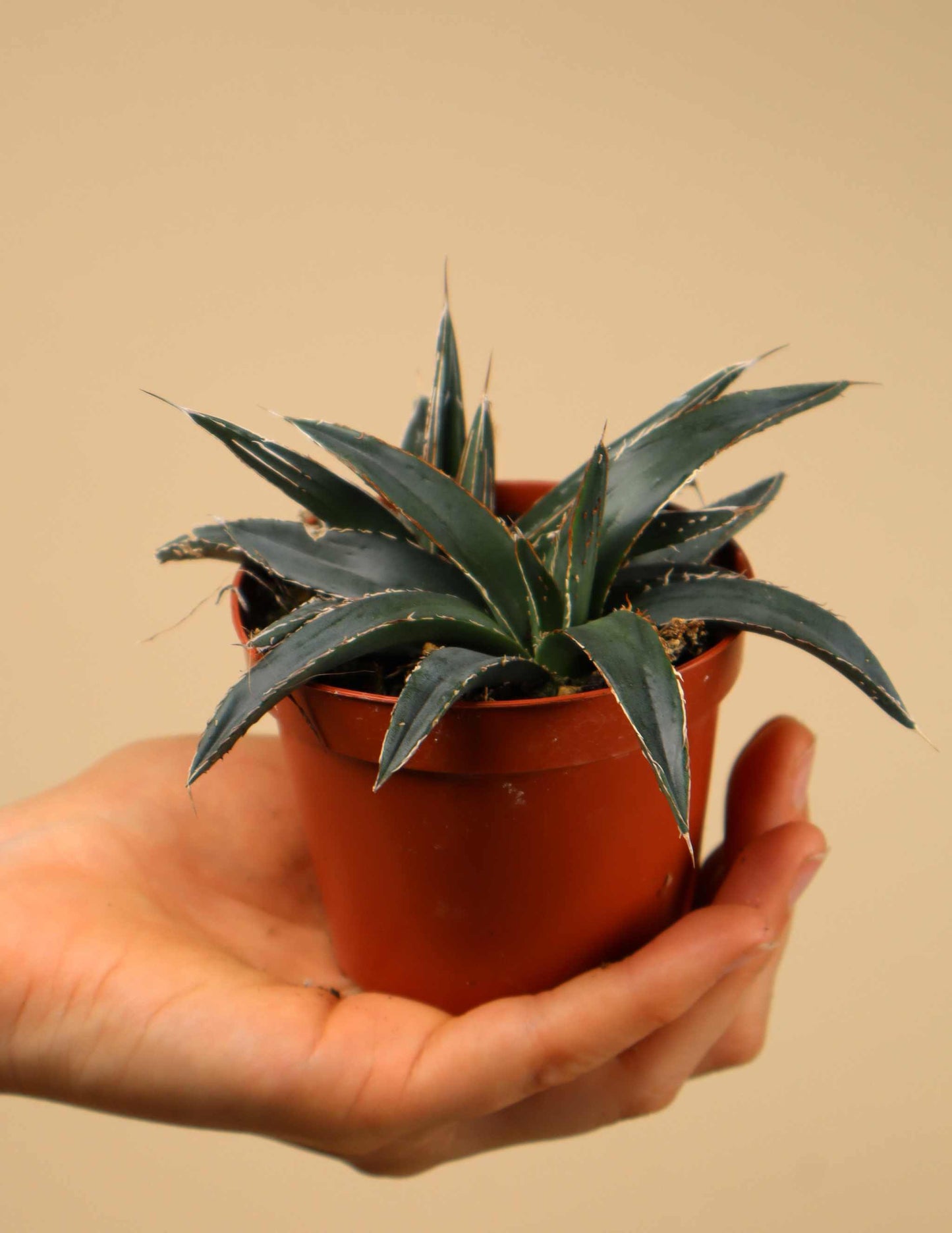 Agave victoriae-reginae