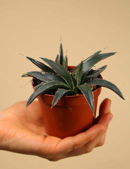 Agave victoriae-reginae