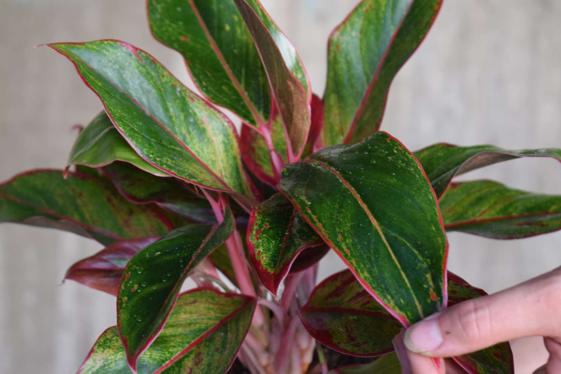 aglaonema commutatum king of siam rött blad