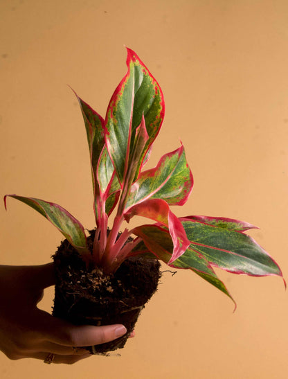 aglaonema red fire Aglaonema 'Red Fire'