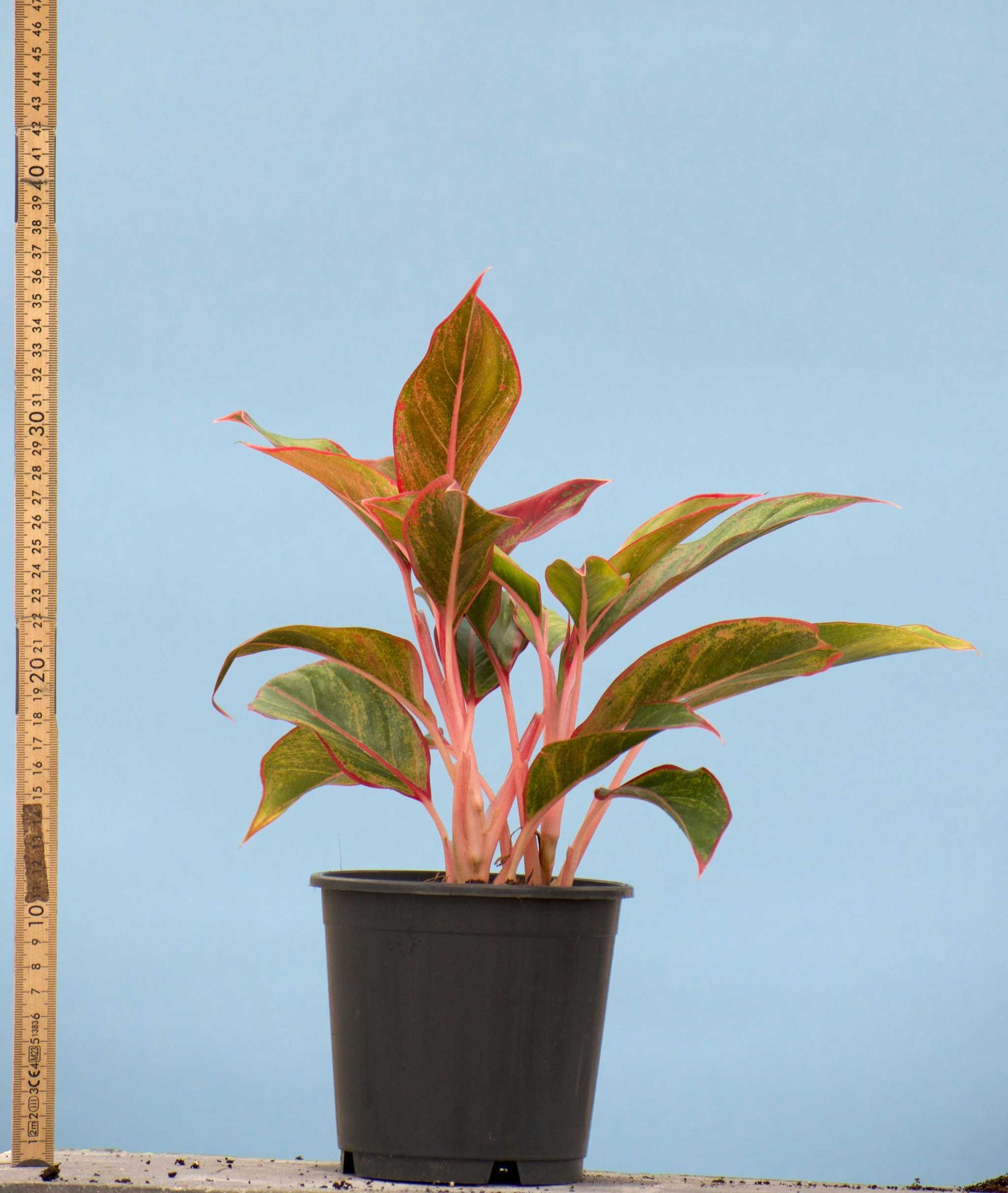 aglaonema king of siam Aglaonema Commutatum 'King Of Siam'