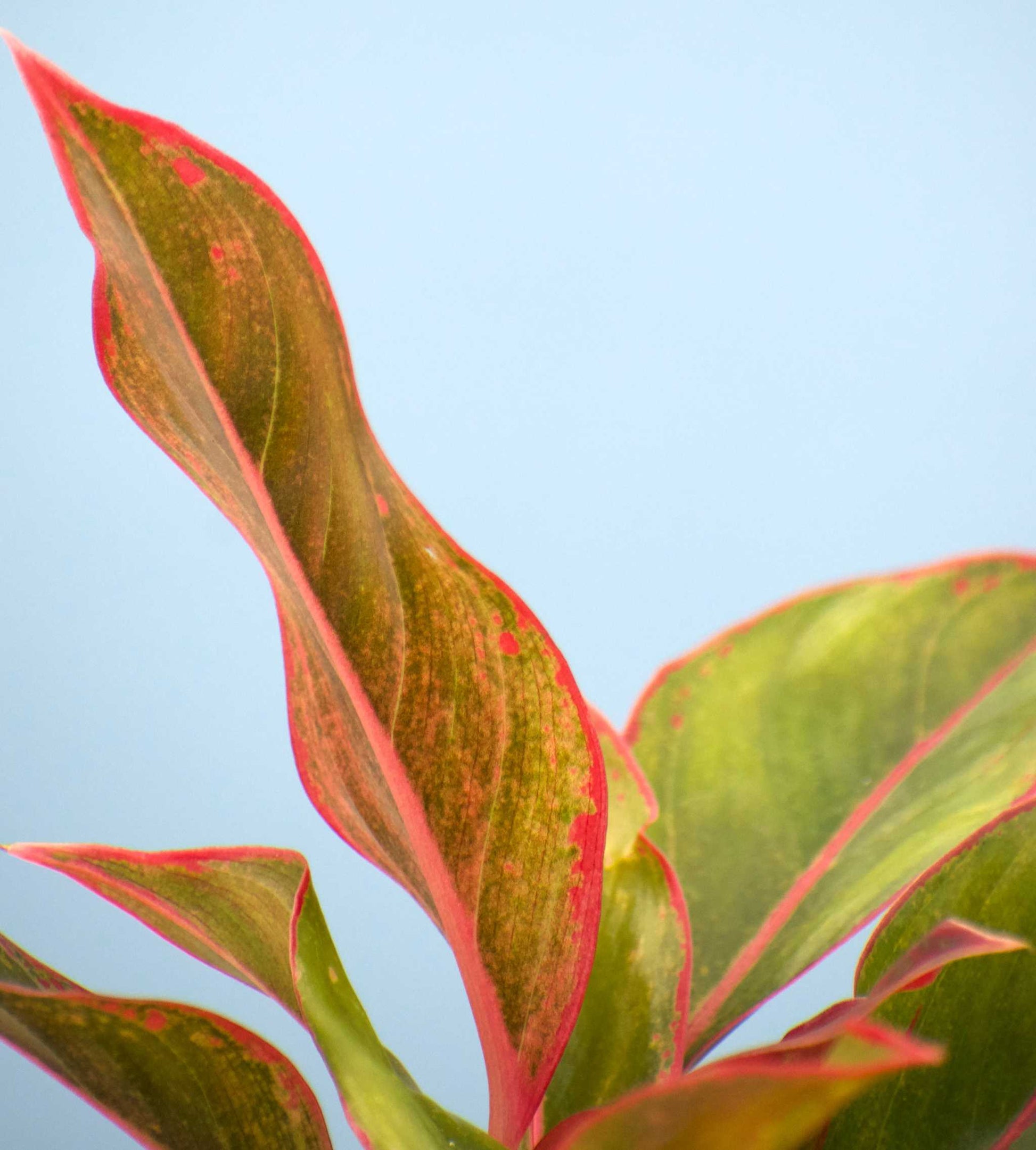 aglaonema king of siam Aglaonema Commutatum 'King Of Siam'