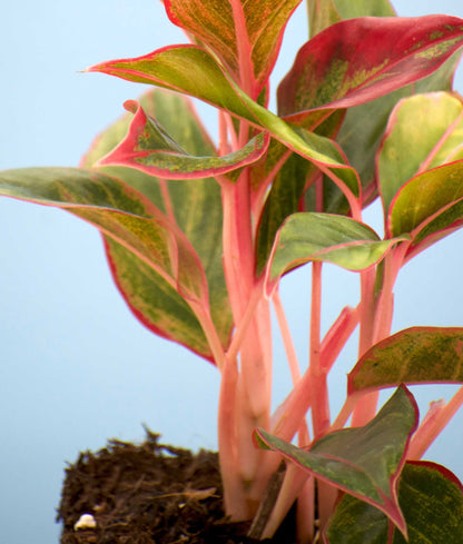 aglaonema commutatum benefits Aglaonema Commutatum 'King Of Siam'