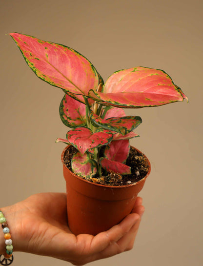 Aglaonema commutatum 'Lucky Red'