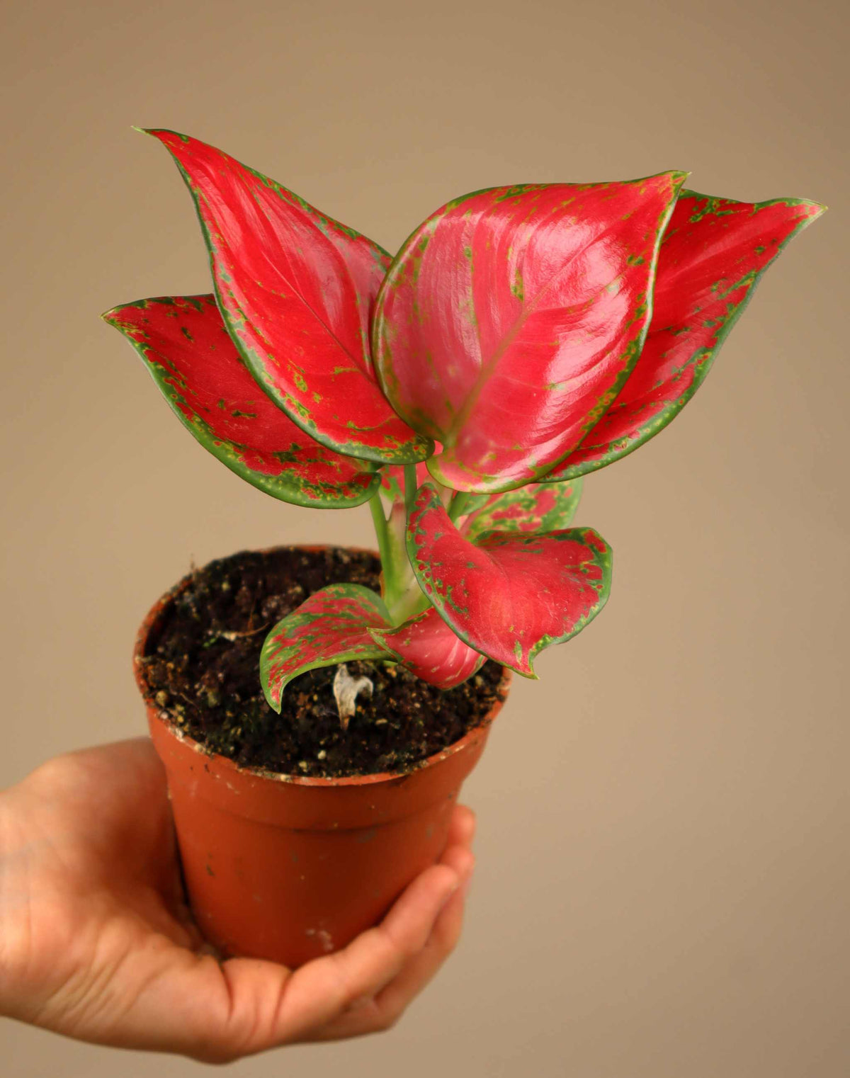 Aglaonema commutatum 'Lucky Red'