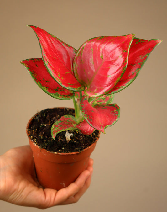 Aglaonema commutatum 'Lucky Red'