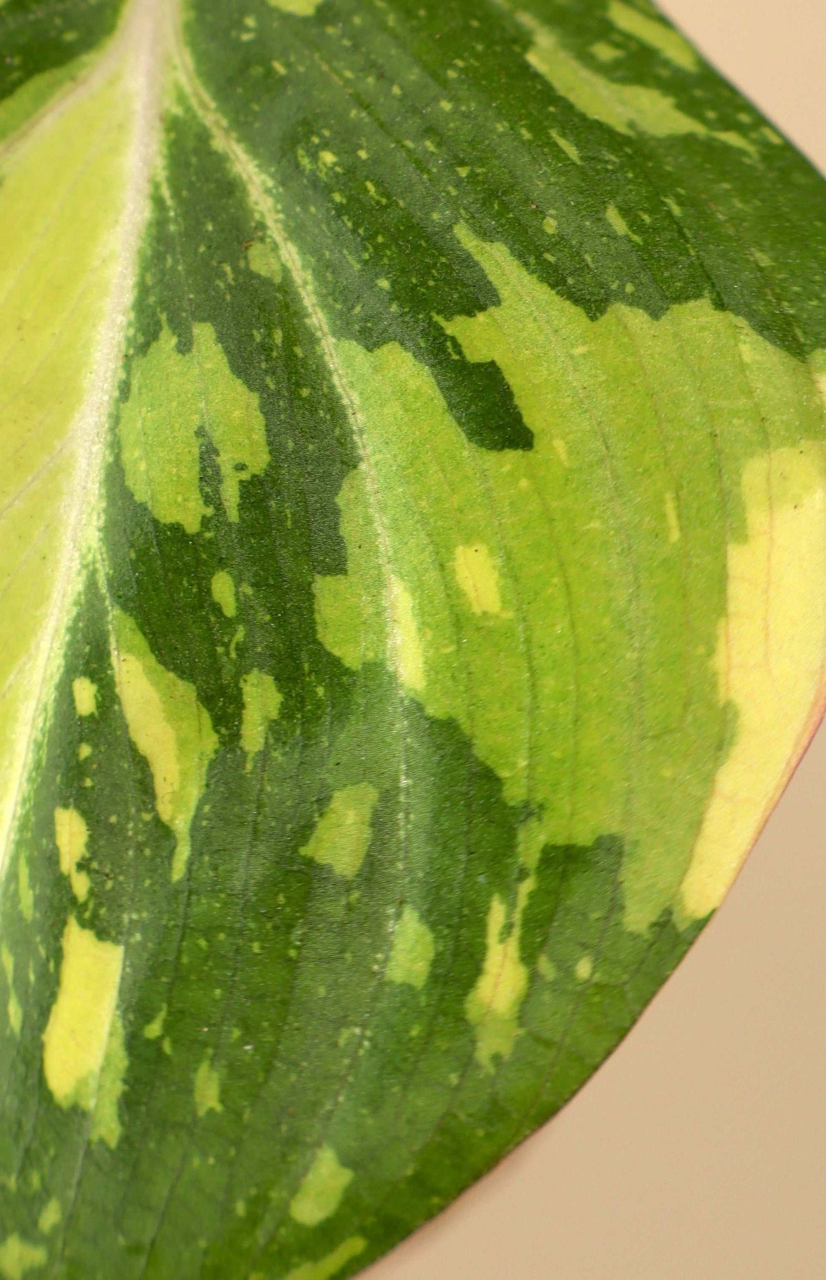 Philodendron gloriosum variegata