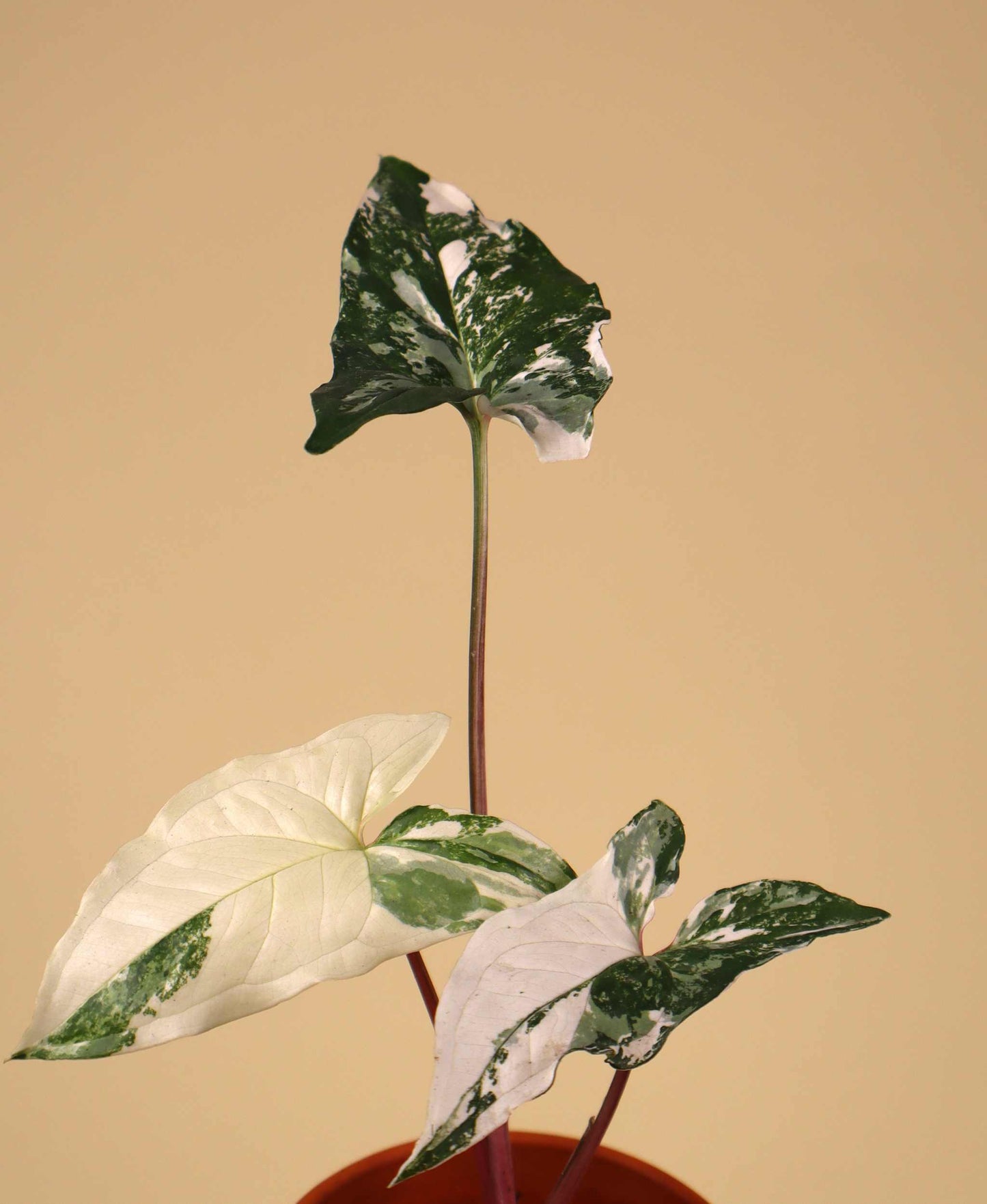 Syngonium albo variegata