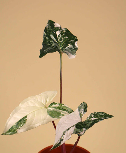 Syngonium albo variegata
