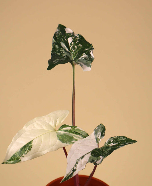 Syngonium albo variegata