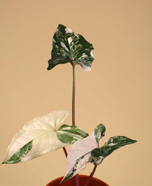 Syngonium Albo Variegata | Kaufen Sie trendige Pflanzen online