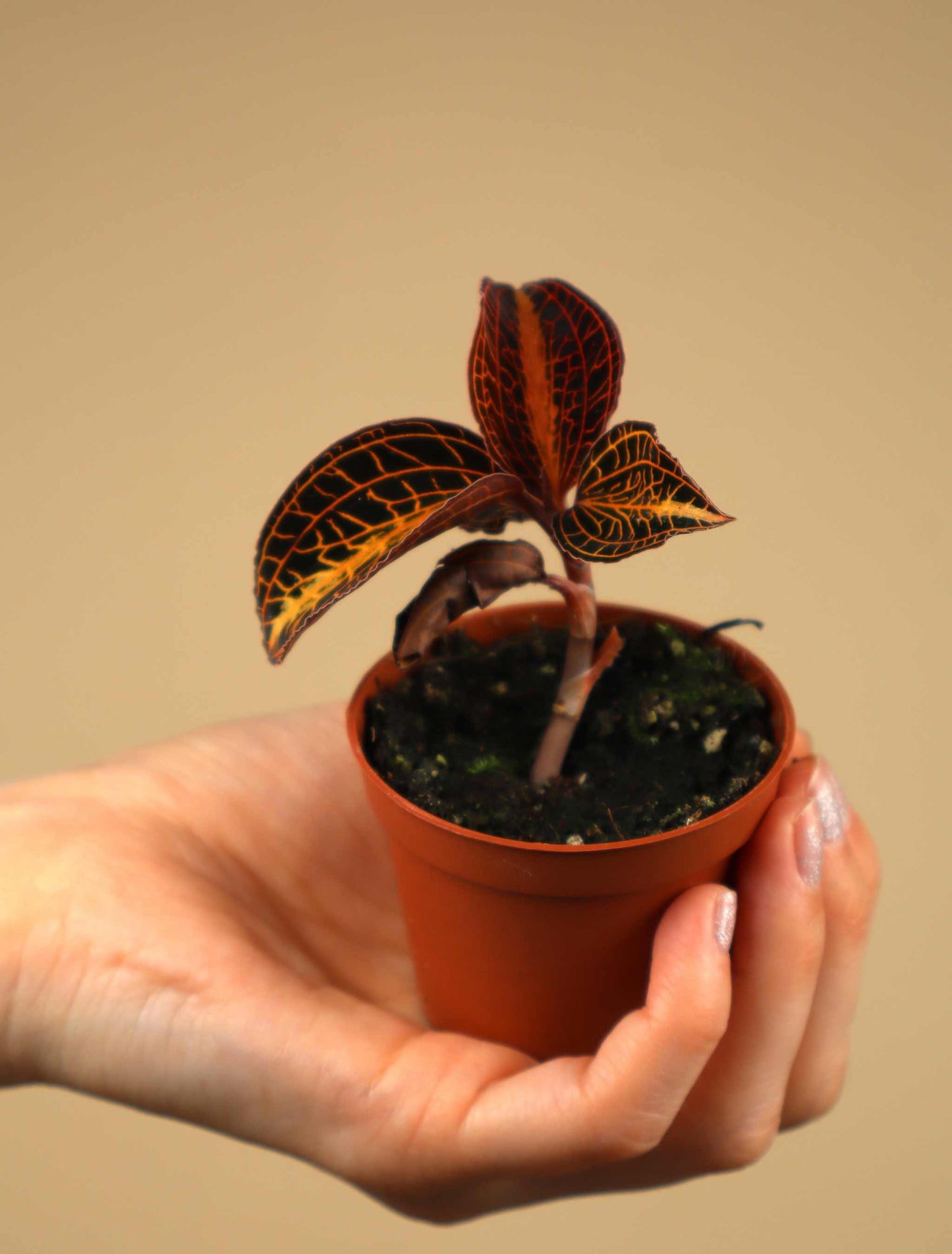 Anoectochilus albolineatus | Jewel orchid