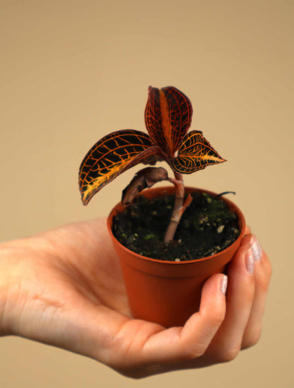 Anoectochilus albolineatus | Jewel orchid